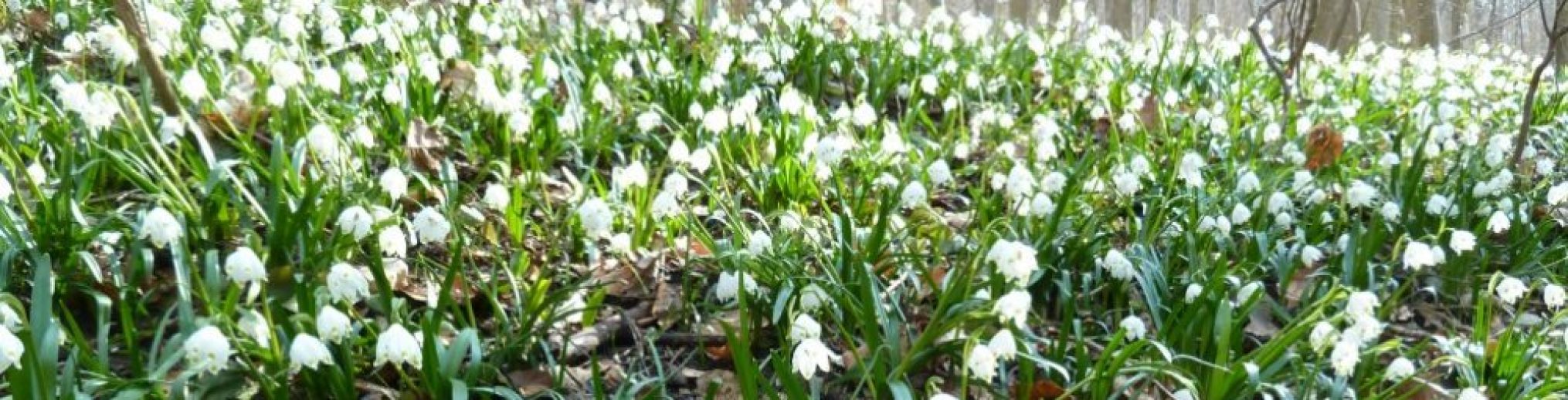 Schwäbischer Albverein | Ortsgruppe Sontheim/Alb